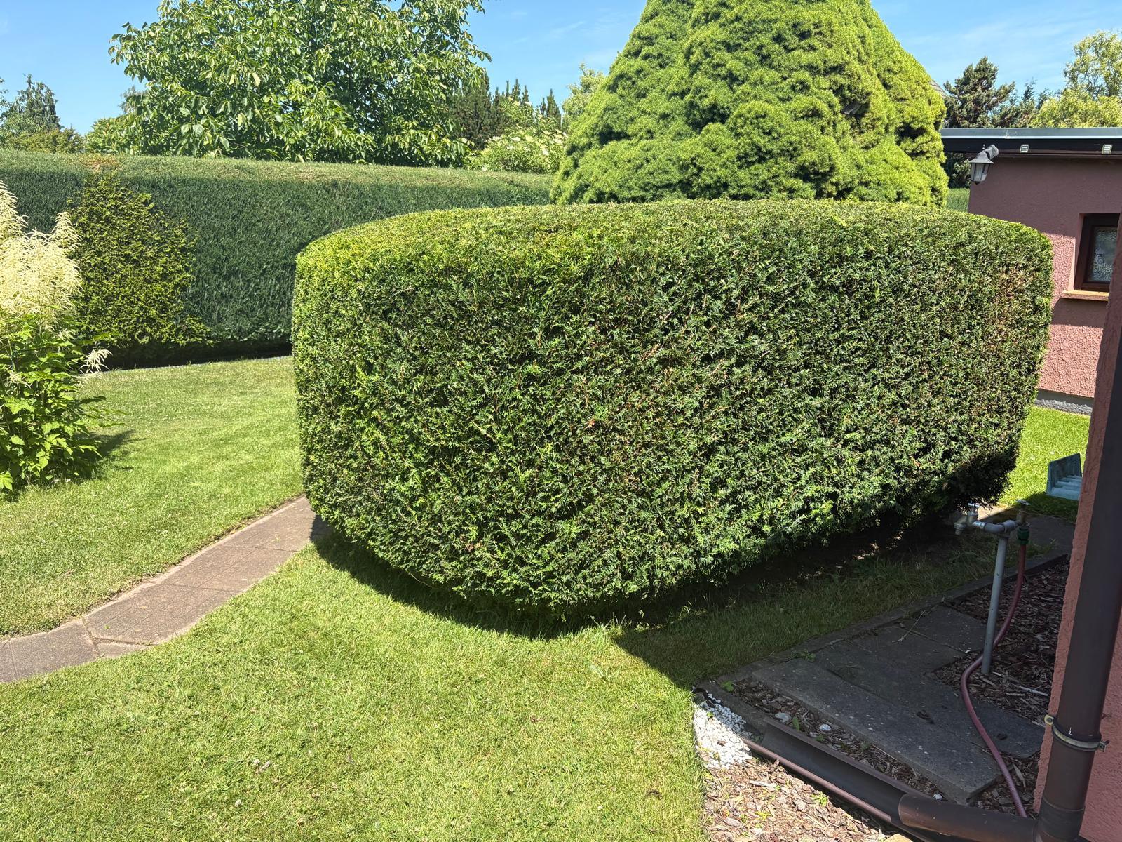 Frisch geschnittene Hecke mit sauberen Kanten in einem gepflegten Garten